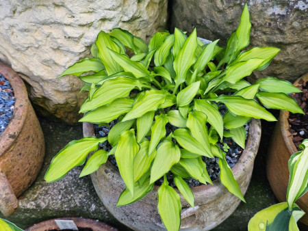Hosta ´Twist of Lime´